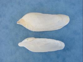 Pholas Dactylus