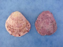 Spondylus Gaederopus
