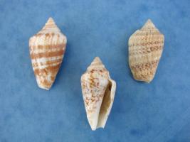 Strombus Decorus